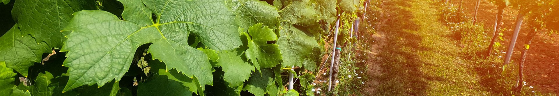 Detailaufnahme von Weinblättern in einer Zeile im Weinberg