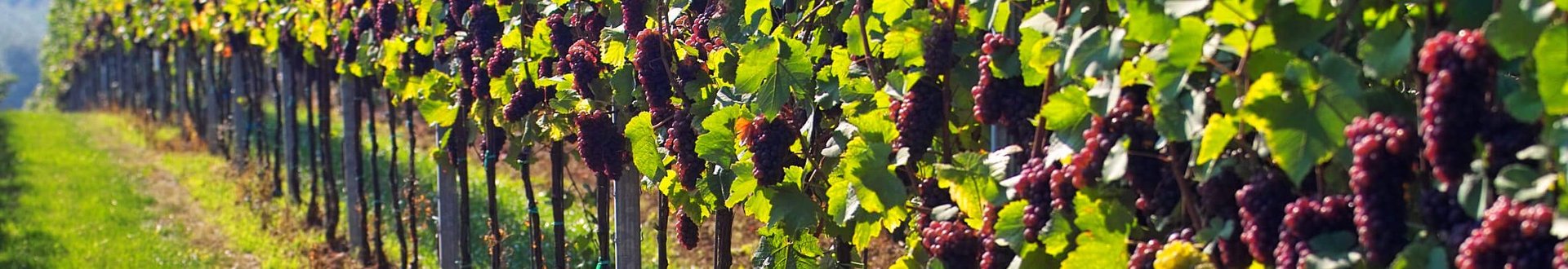 Fokus auf eine Zeile im Weinberg mit roten Trauben