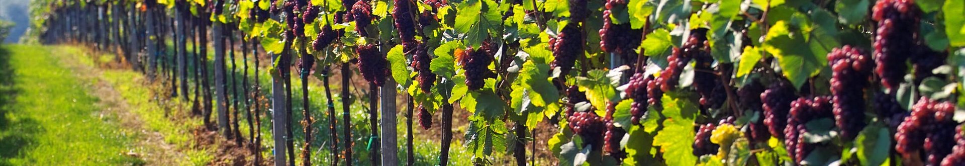 Fokus auf eine Zeile im Weinberg mit roten Trauben