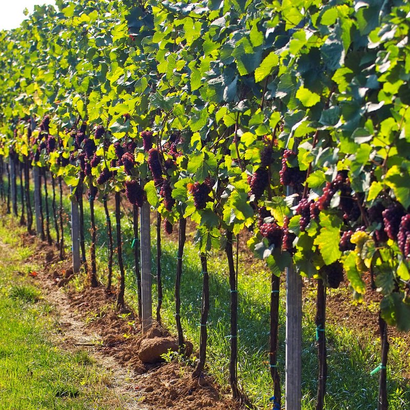 Fokus auf eine Zeile im Weinberg mit roten Trauben