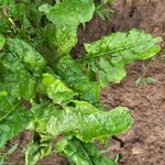 Zuckerrübenpflanzen mit Rissen im Blatt durch Hagel und Unwetter