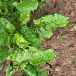 Zuckerrübenpflanzen mit Rissen im Blatt durch Hagel und Unwetter