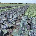 Feld mit Rotkohl und Weisskohl nebeneinander gepflanzt
