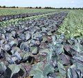 Feld mit Rotkohl und Weisskohl nebeneinander gepflanzt