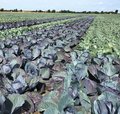 Feld mit Rotkohl und Weisskohl nebeneinander gepflanzt