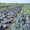 Feld mit Rotkohl und Weisskohl nebeneinander gepflanzt