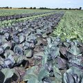 Feld mit Rotkohl und Weisskohl nebeneinander gepflanzt