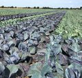 Feld mit Rotkohl und Weisskohl nebeneinander gepflanzt