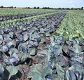 Feld mit Rotkohl und Weisskohl nebeneinander gepflanzt