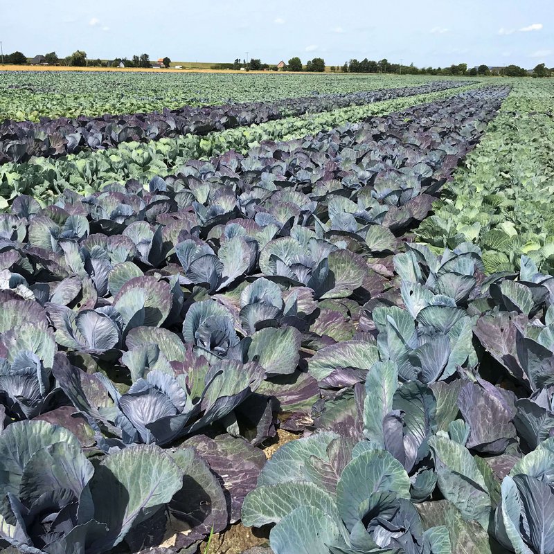 Feld mit Rotkohl und Weisskohl nebeneinander gepflanzt