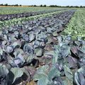Feld mit Rotkohl und Weisskohl nebeneinander gepflanzt