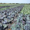 Feld mit Rotkohl und Weisskohl nebeneinander gepflanzt