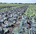 Feld mit Rotkohl und Weisskohl nebeneinander gepflanzt
