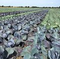 Feld mit Rotkohl und Weisskohl nebeneinander gepflanzt