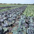 Feld mit Rotkohl und Weisskohl nebeneinander gepflanzt