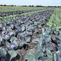 Feld mit Rotkohl und Weisskohl nebeneinander gepflanzt