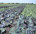 Feld mit Rotkohl und Weisskohl nebeneinander gepflanzt