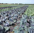Feld mit Rotkohl und Weisskohl nebeneinander gepflanzt