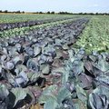 Feld mit Rotkohl und Weisskohl nebeneinander gepflanzt