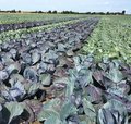 Feld mit Rotkohl und Weisskohl nebeneinander gepflanzt