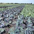 Feld mit Rotkohl und Weisskohl nebeneinander gepflanzt