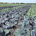 Feld mit Rotkohl und Weisskohl nebeneinander gepflanzt