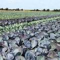 Feld mit Rotkohl und Weisskohl nebeneinander gepflanzt