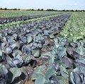 Feld mit Rotkohl und Weisskohl nebeneinander gepflanzt