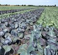 Feld mit Rotkohl und Weisskohl nebeneinander gepflanzt