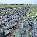 Feld mit Rotkohl und Weisskohl nebeneinander gepflanzt