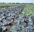 Feld mit Rotkohl und Weisskohl nebeneinander gepflanzt