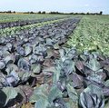 Feld mit Rotkohl und Weisskohl nebeneinander gepflanzt