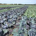 Feld mit Rotkohl und Weisskohl nebeneinander gepflanzt