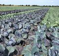 Feld mit Rotkohl und Weisskohl nebeneinander gepflanzt