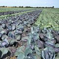 Feld mit Rotkohl und Weisskohl nebeneinander gepflanzt