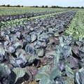 Feld mit Rotkohl und Weisskohl nebeneinander gepflanzt