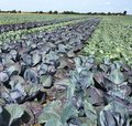 Feld mit Rotkohl und Weisskohl nebeneinander gepflanzt