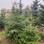 Weihnachtsbäume Kleines Feld mit Weihnachtsbäumen