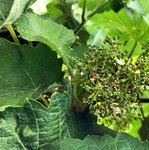 Blütenkäppchen an einer Weinrebe im Sonnenlicht.