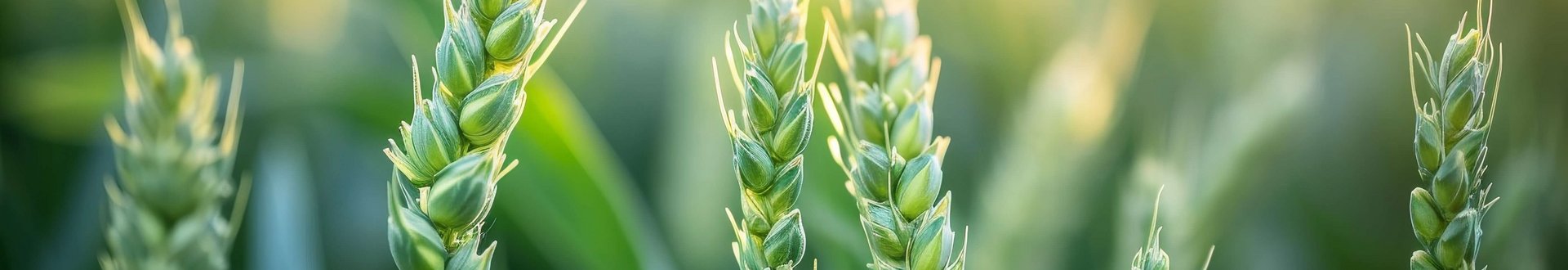 Grüne Weizenähren im Sonnenlicht