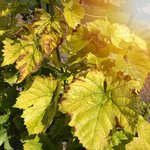 Gelb verfärbte Blätter mit braunem Rand zeigen einen deutlichen Eisenmangel an einer Weinrebe.