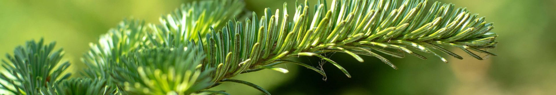 Grüner Tannenzweig im Fokus im Hintergrund die Tannen sind unscharf