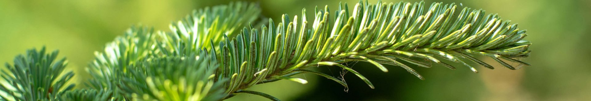 Grüner Tannenzweig im Fokus im Hintergrund die Tannen sind unscharf