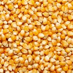 Vollflächiges Foto von gelben Maiskörnern