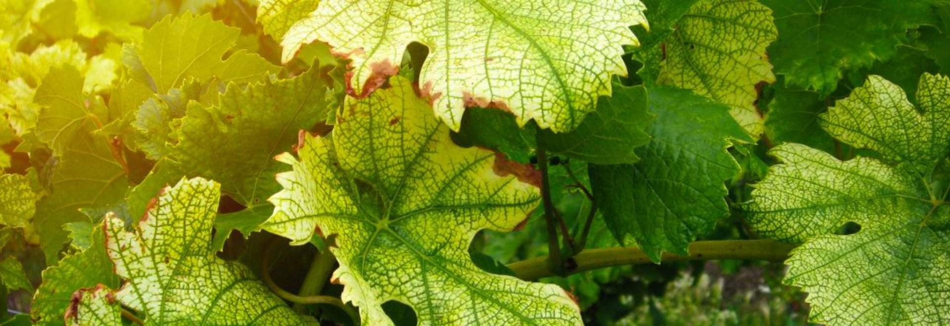 Blätter von Weinreben mit deutlichem Eisenmangel (gelbe Flecken)