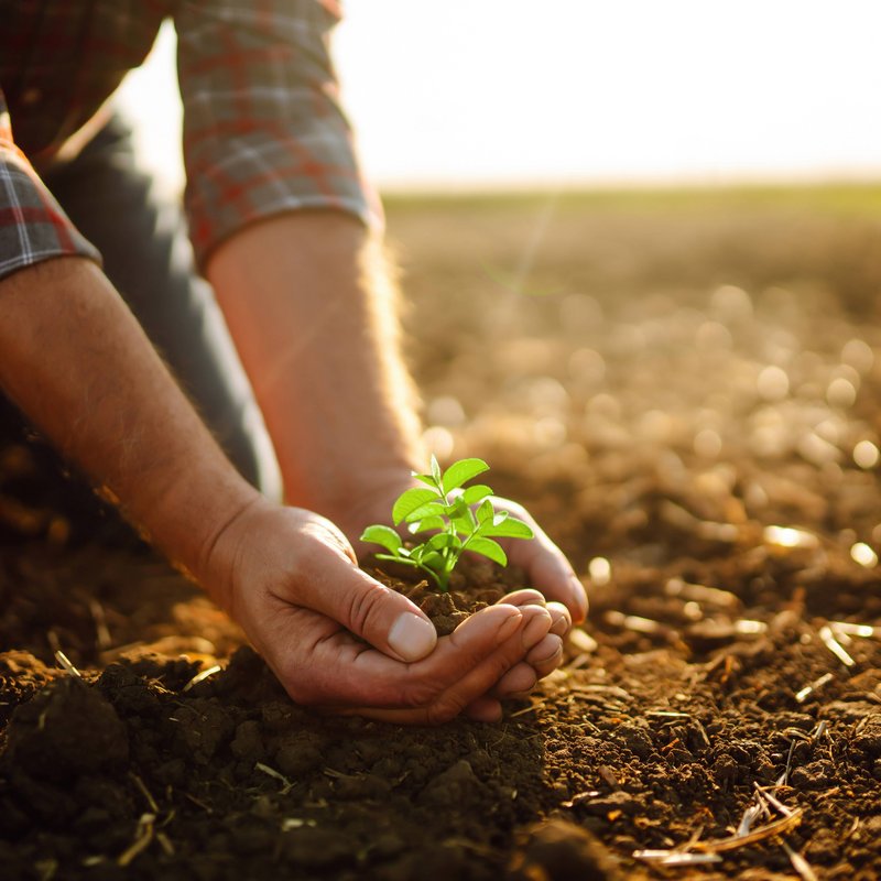 Person hält mit beiden Händen eine kleine Pflanze in den Händen knapp über dem Boden auf einem Feld