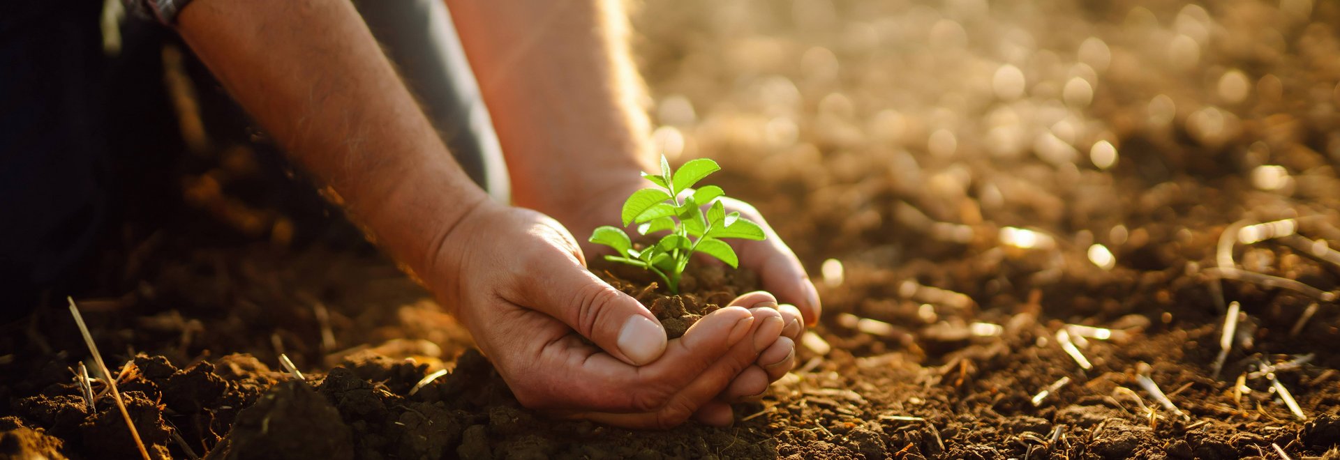 Person hält mit beiden Händen eine kleine Pflanze in den Händen knapp über dem Boden auf einem Feld