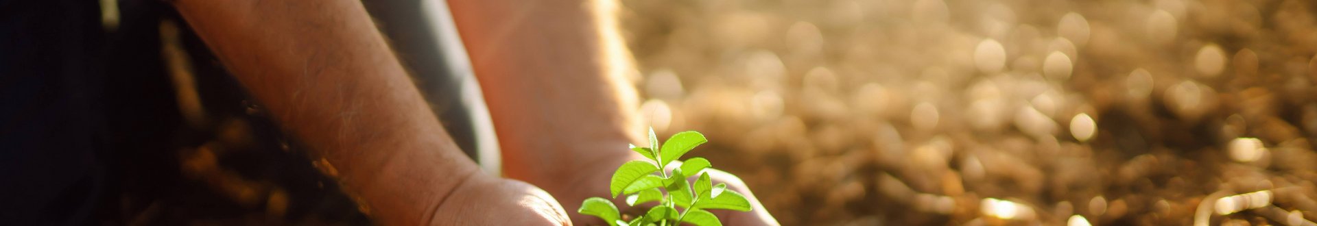 Person hält mit beiden Händen eine kleine Pflanze in den Händen knapp über dem Boden auf einem Feld
