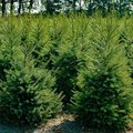 Viele Weihnachtsbäume auf einem Feld