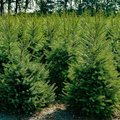 Viele Weihnachtsbäume auf einem Feld